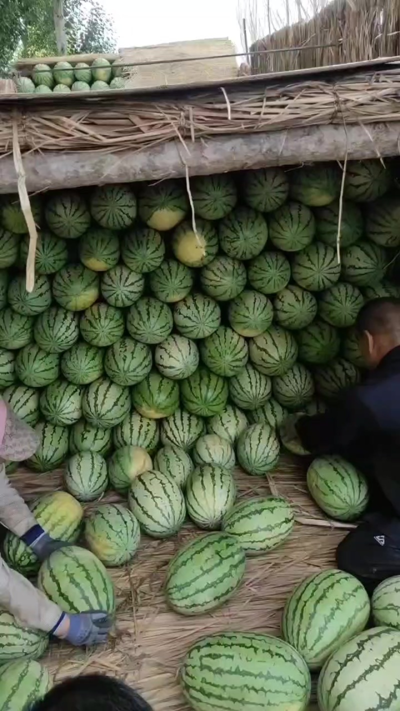 巴彦淖尔市大西瓜