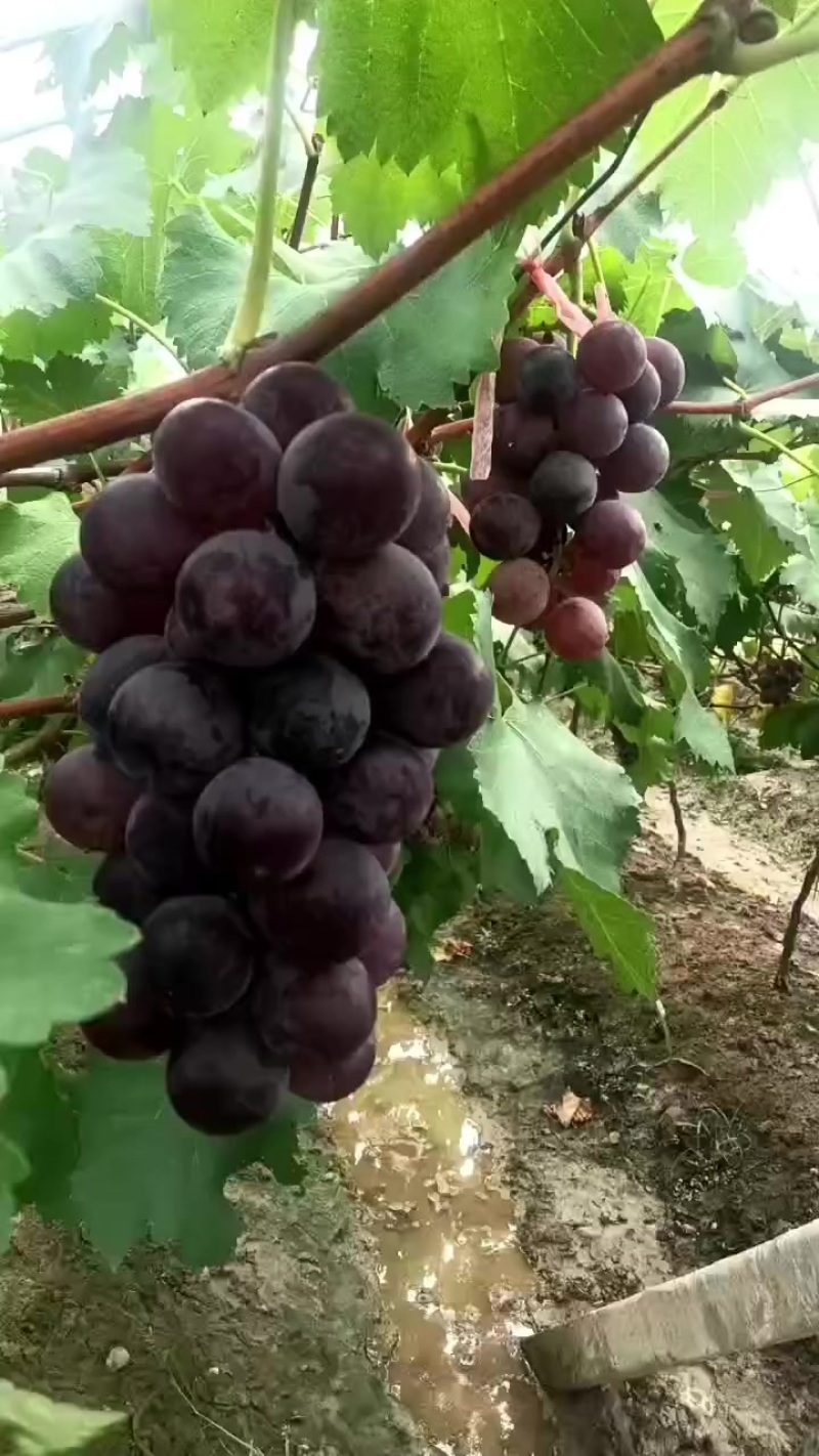 福安巨峰葡萄