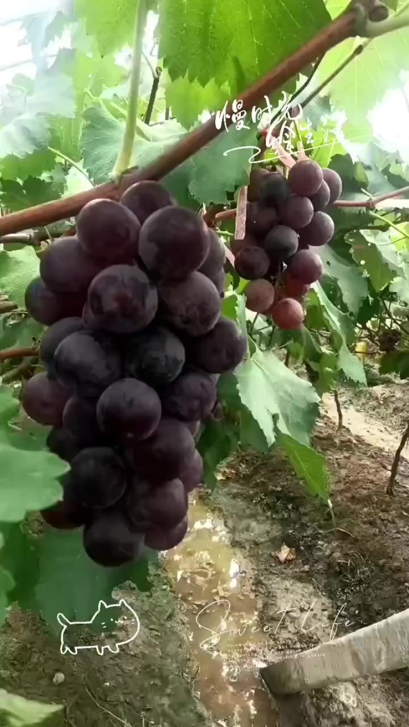 福安巨峰葡萄