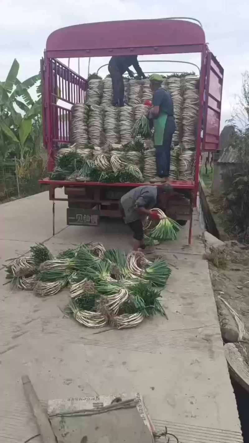 弯葱