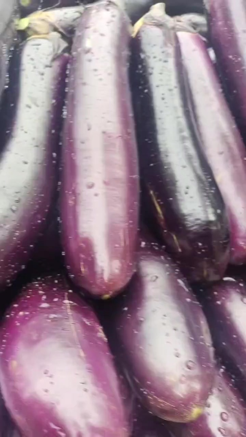茄孑