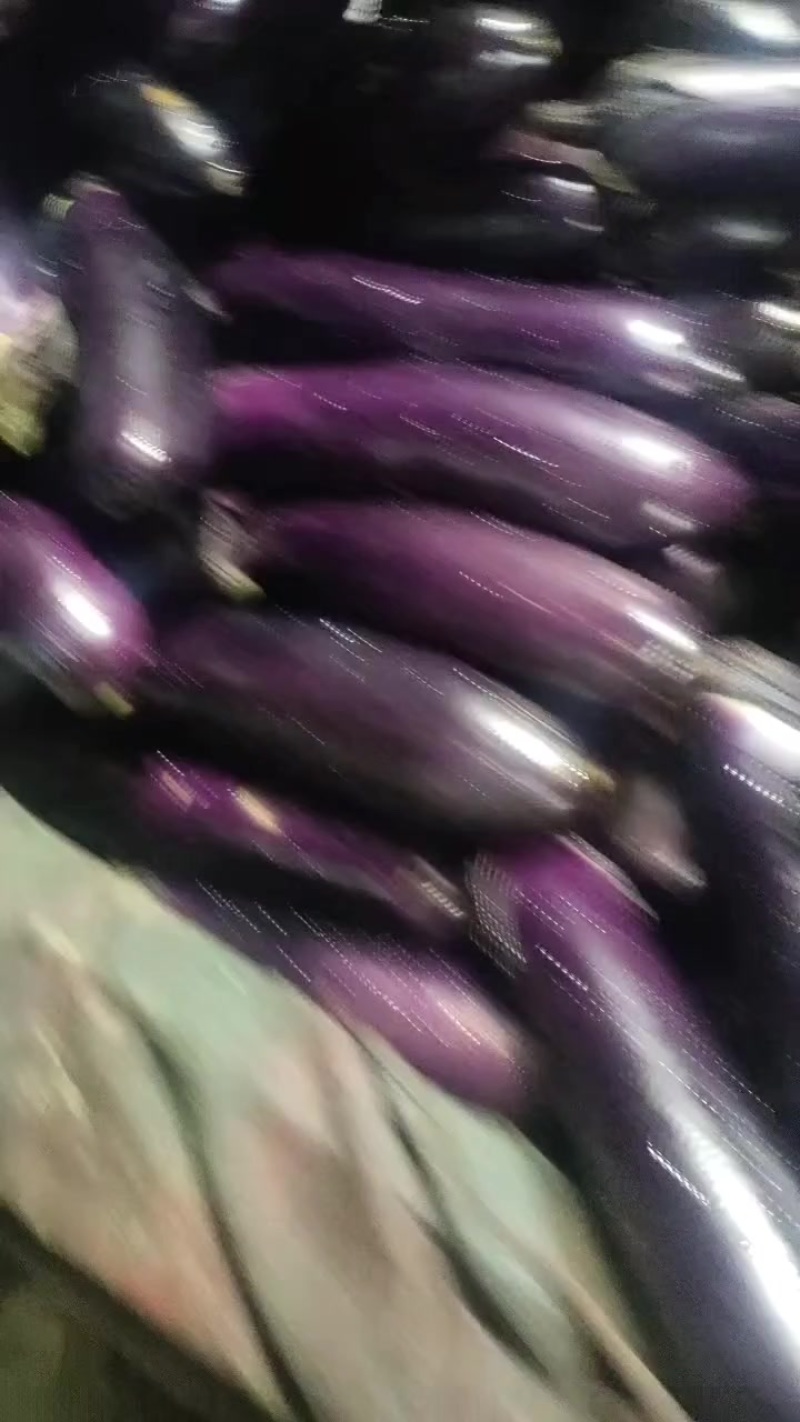 茄孑