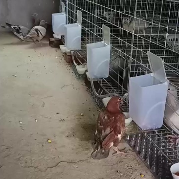 杂粮肉鸽子