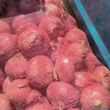 水果葱头