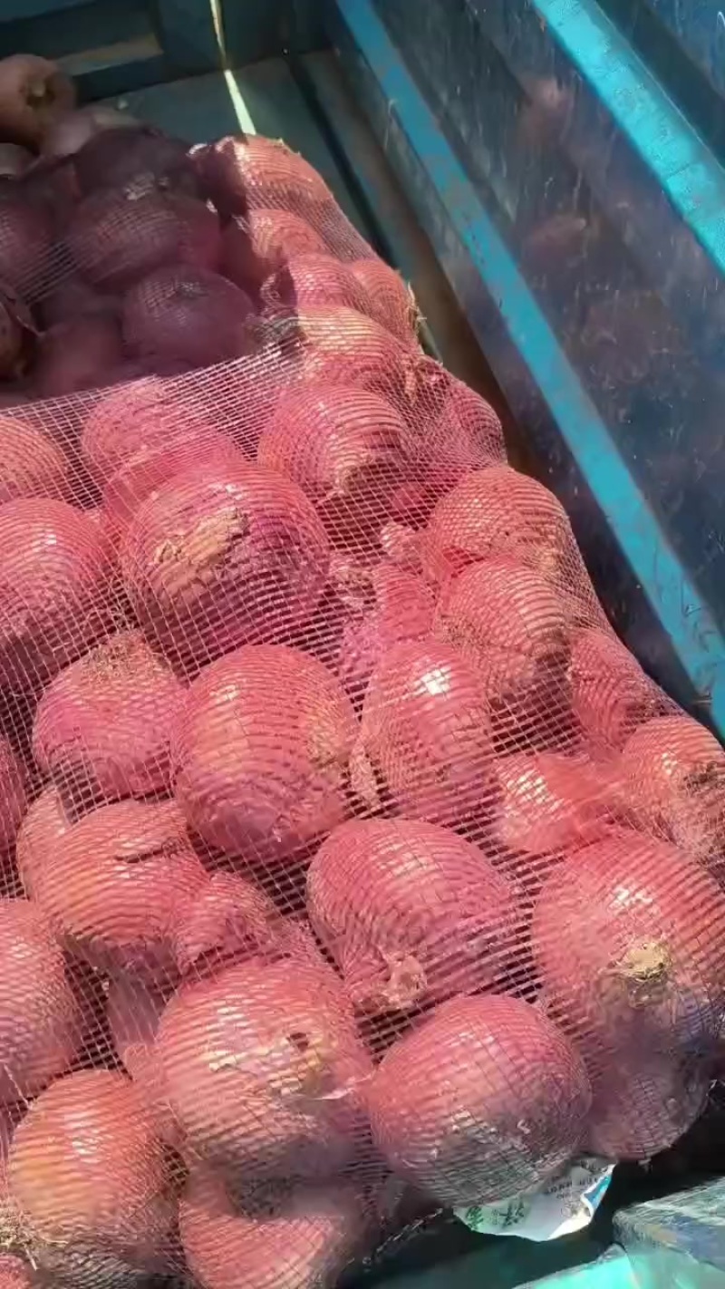 水果葱头