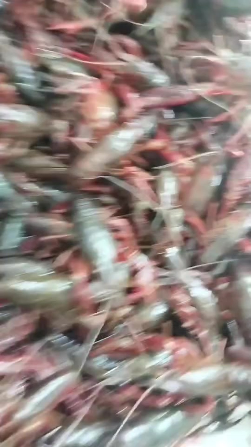 小龙虾