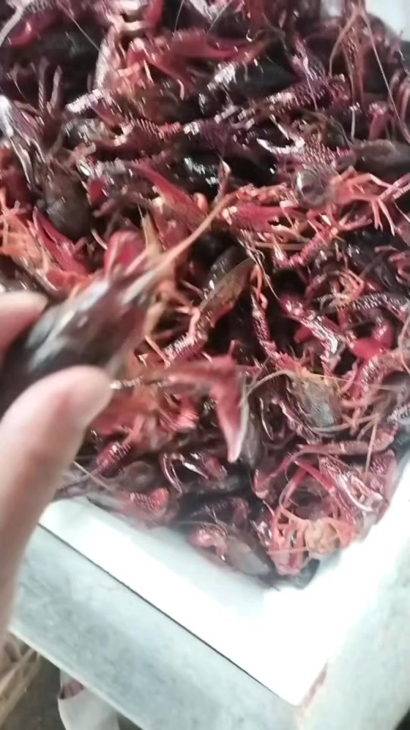 小龙虾