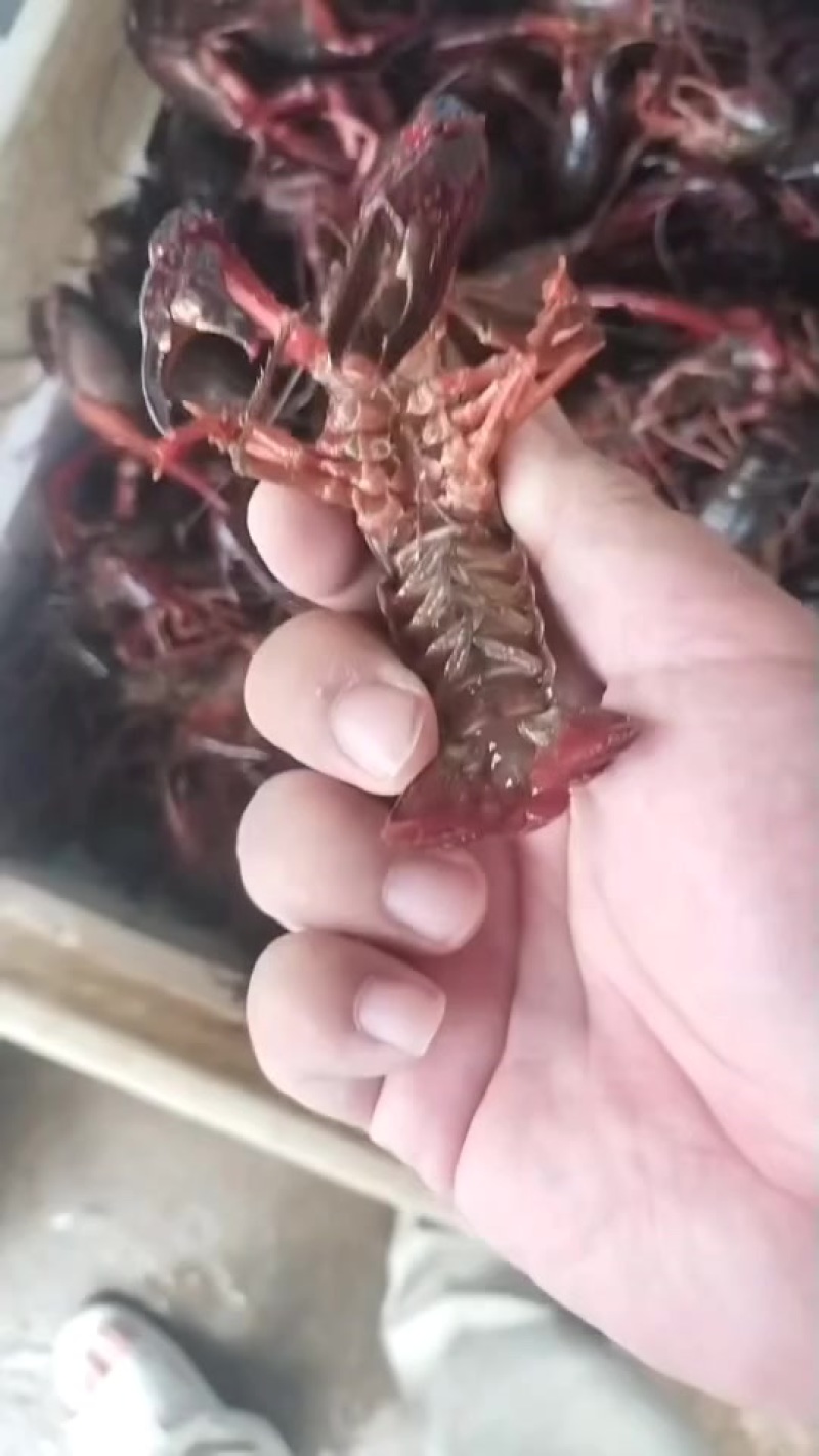 小龙虾