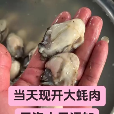 福建宁德霞浦本地大海蛎肉