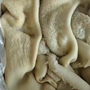 牛肚