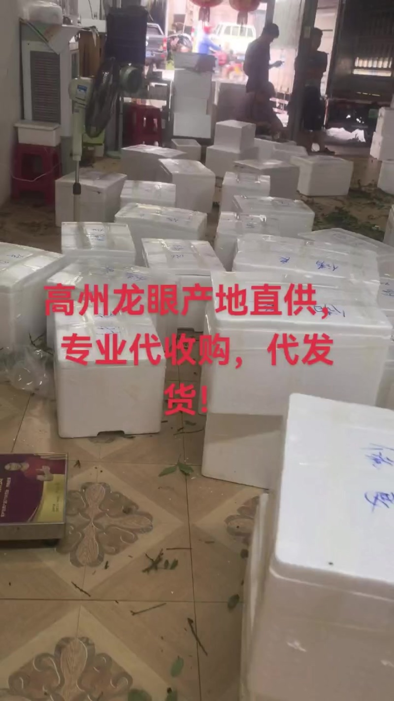 高州龙眼产地直供，专业代收购，代发货！
