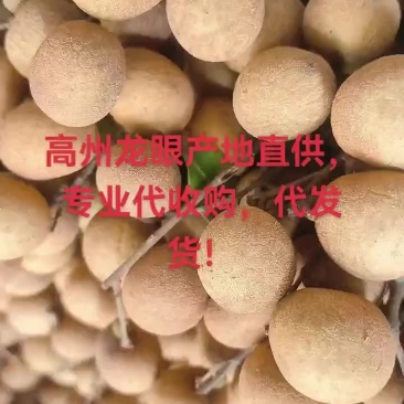 高州龙眼产地直供,专业代收购,代发货!