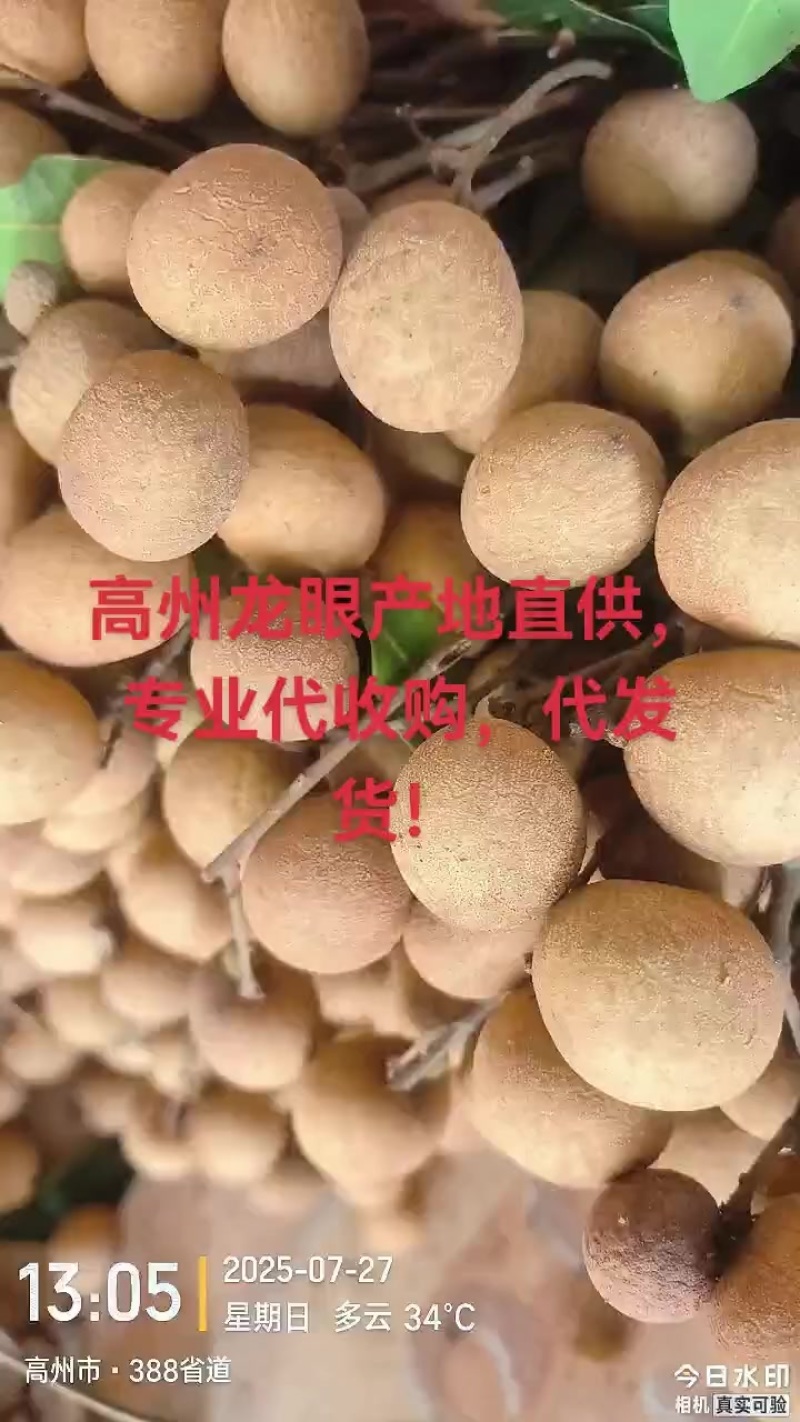 高州龙眼产地直供，专业代收购，代发货！