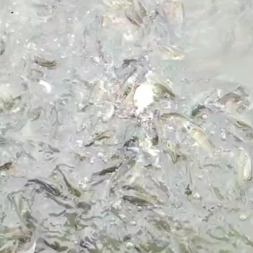 鲤鱼苗