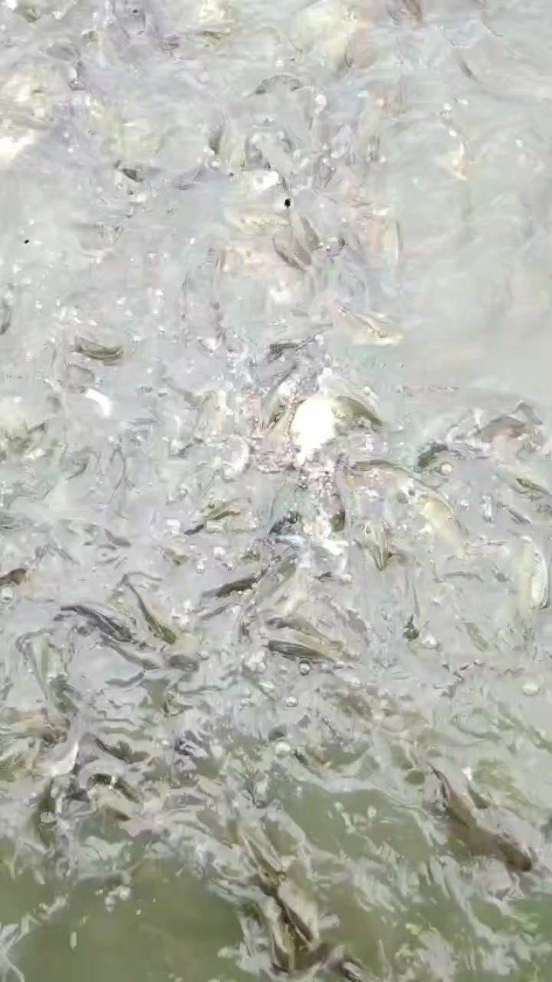 鲤鱼苗