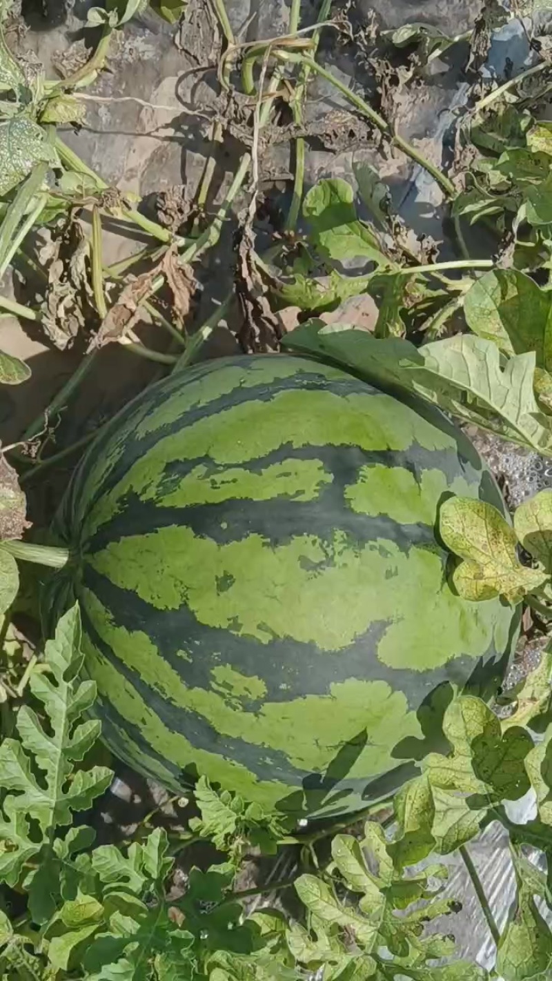 甜王西瓜