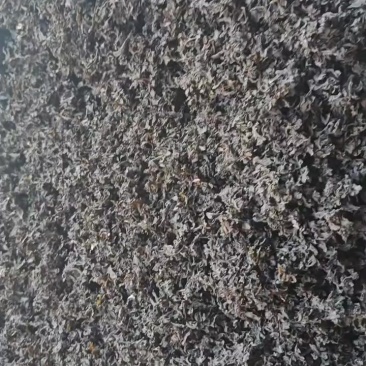 优质地皮菜，欢迎天南海北的朋友来购