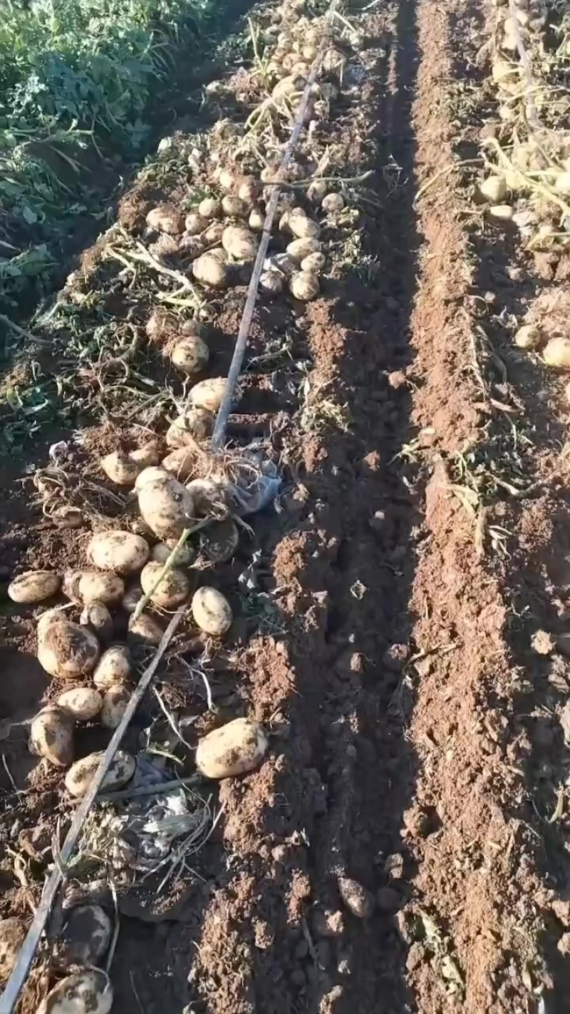 黄心土豆，批发售卖