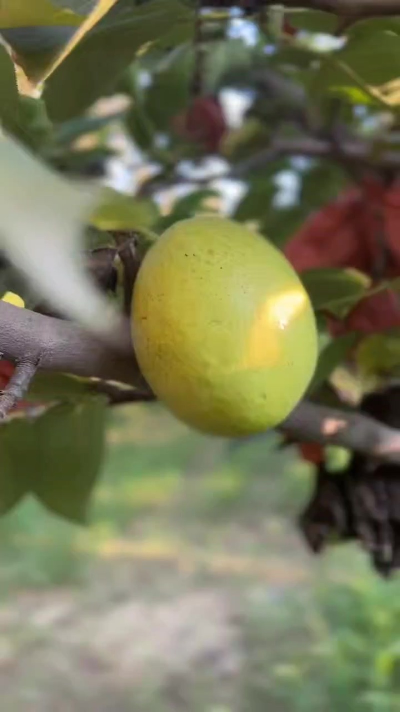 河北梨