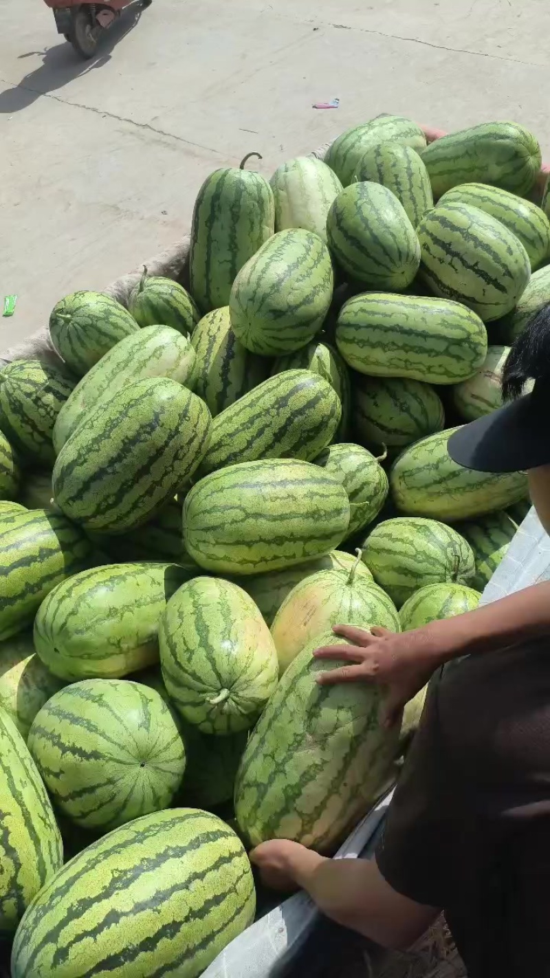 25元/斤宁夏石缝瓜大量供