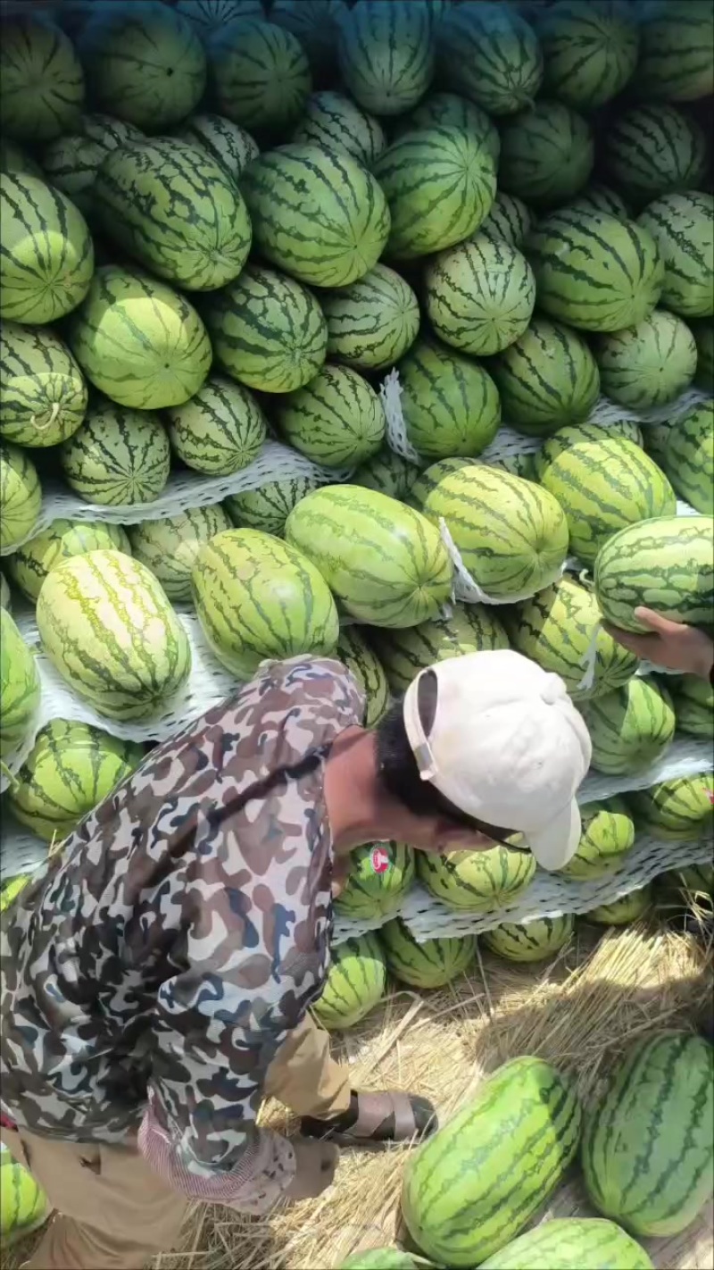 25元/斤宁夏石缝瓜大量供