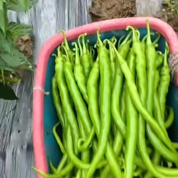 辣椒🌶