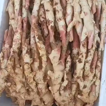 产地仔姜，现挖现发