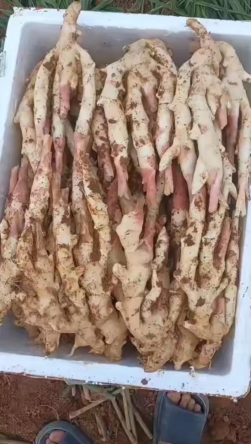 产地仔姜，现挖现发