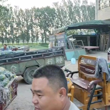 河南黑美人西瓜，通货，二级瓜大量有货需要的老板抓紧联系我