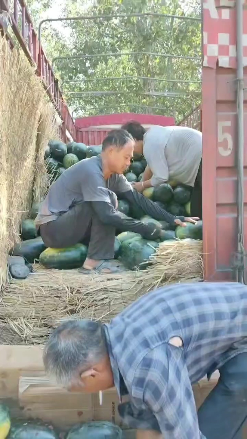 河南黑美人西瓜，通货，二级瓜大量有货需要的老板抓紧联系我