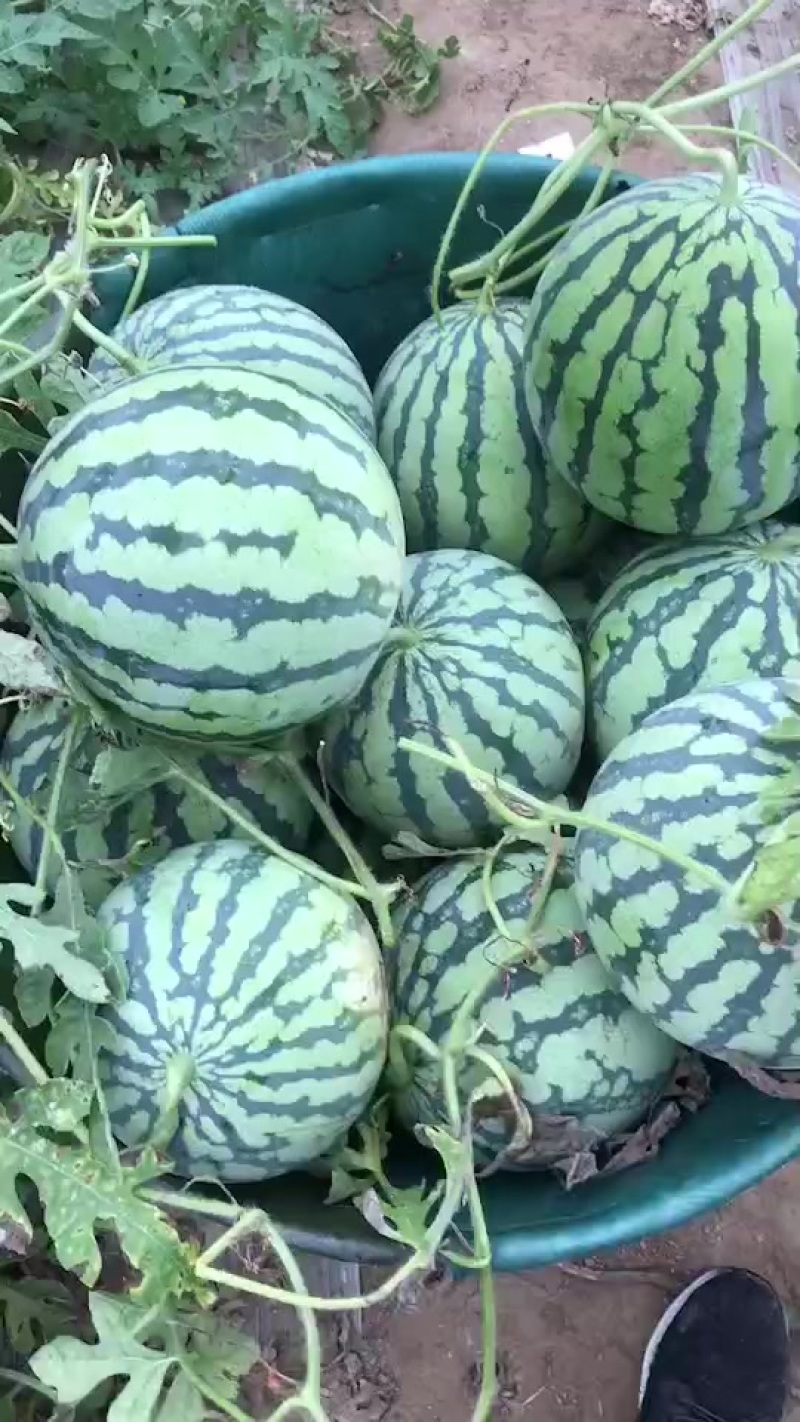 精品2茬