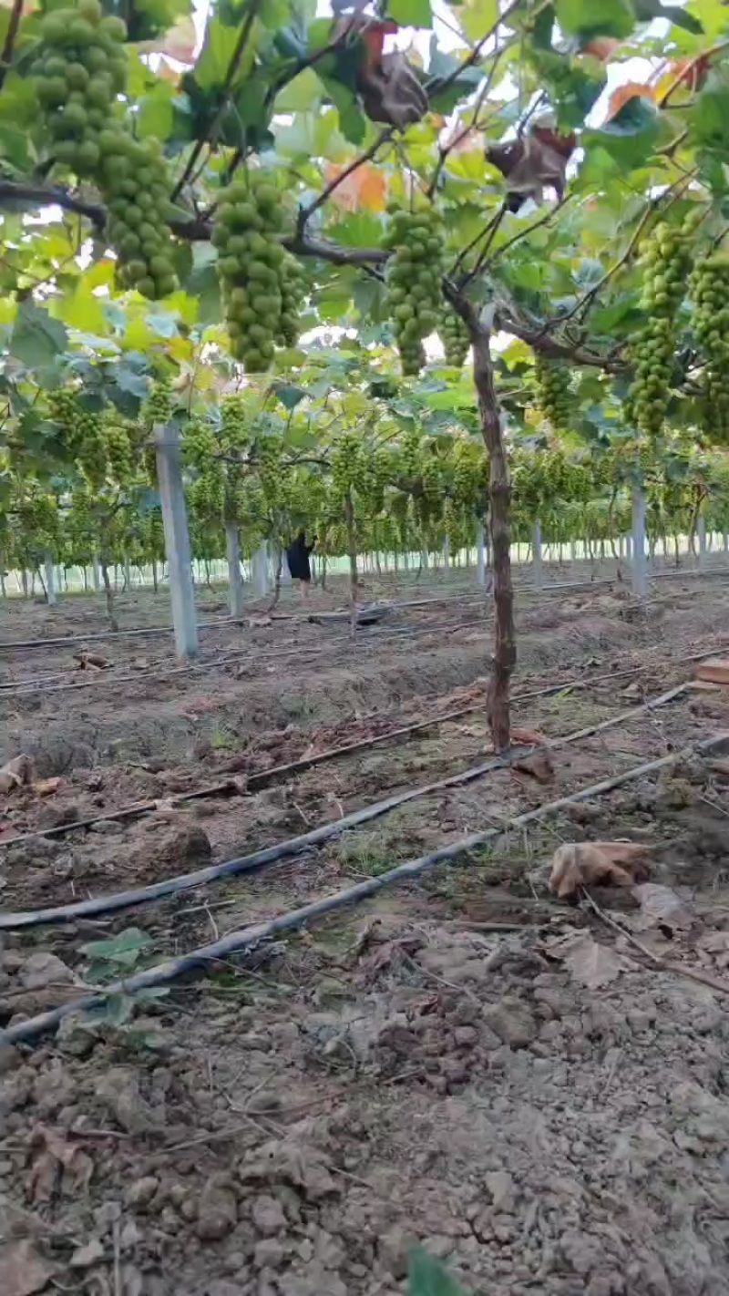 阳光玫瑰葡萄