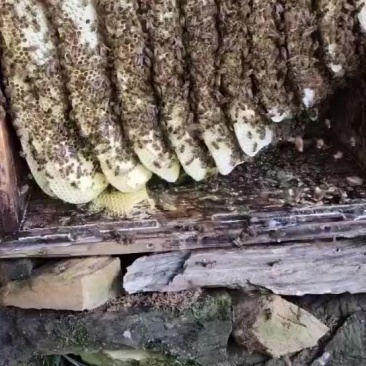 江西山区土蜂蜜