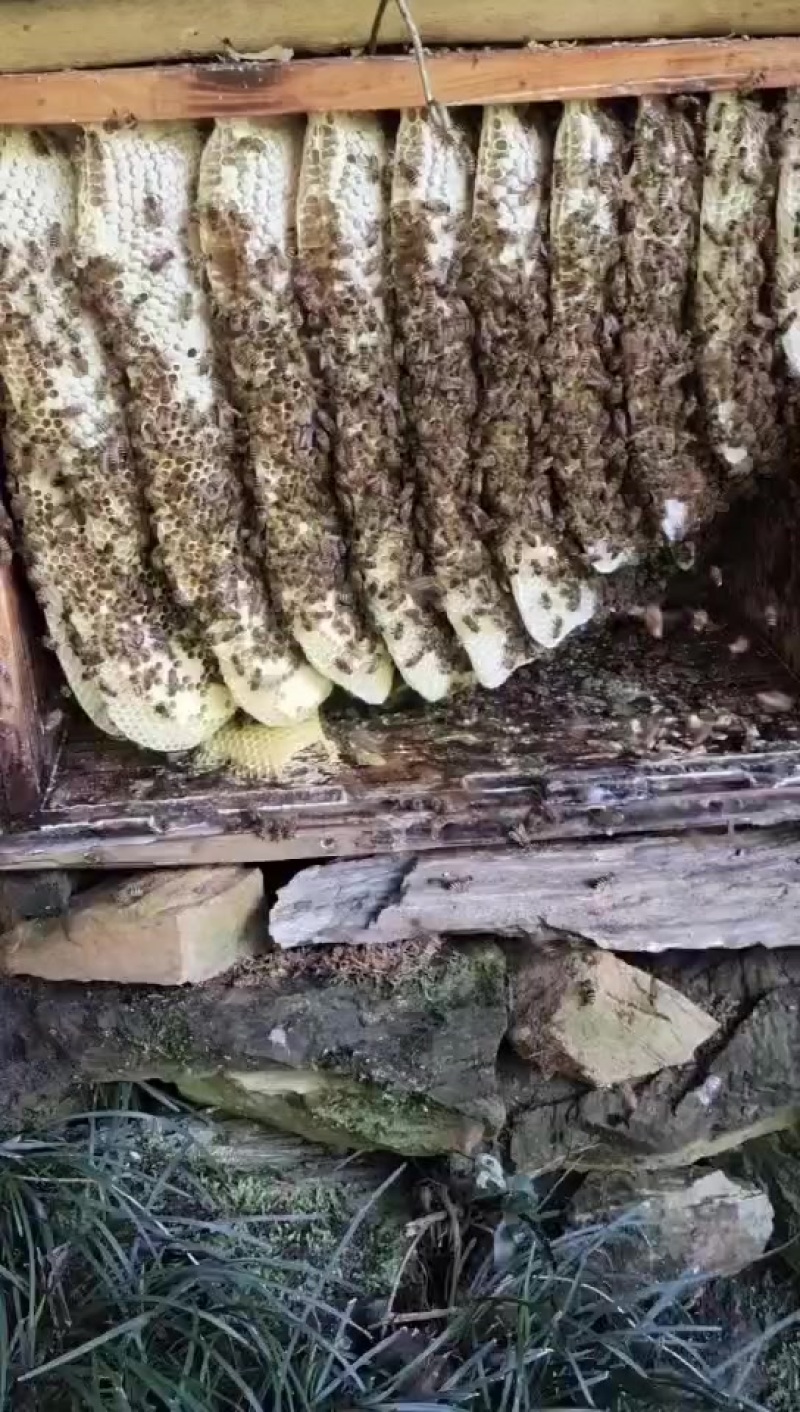 江西山区土蜂蜜