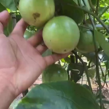 百香果
