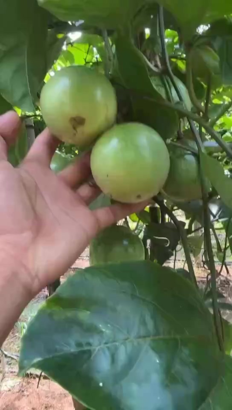 百香果