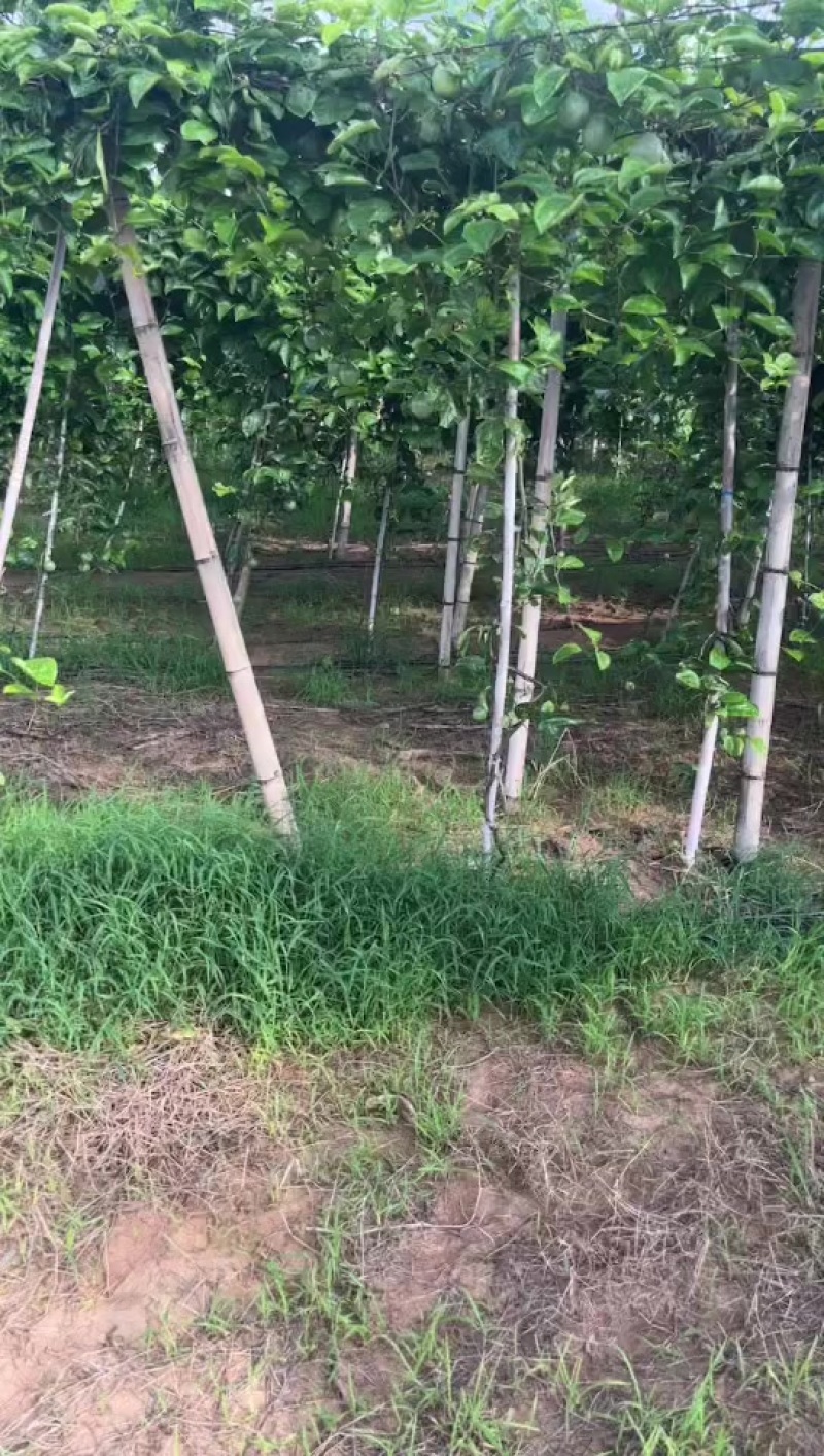 百香果