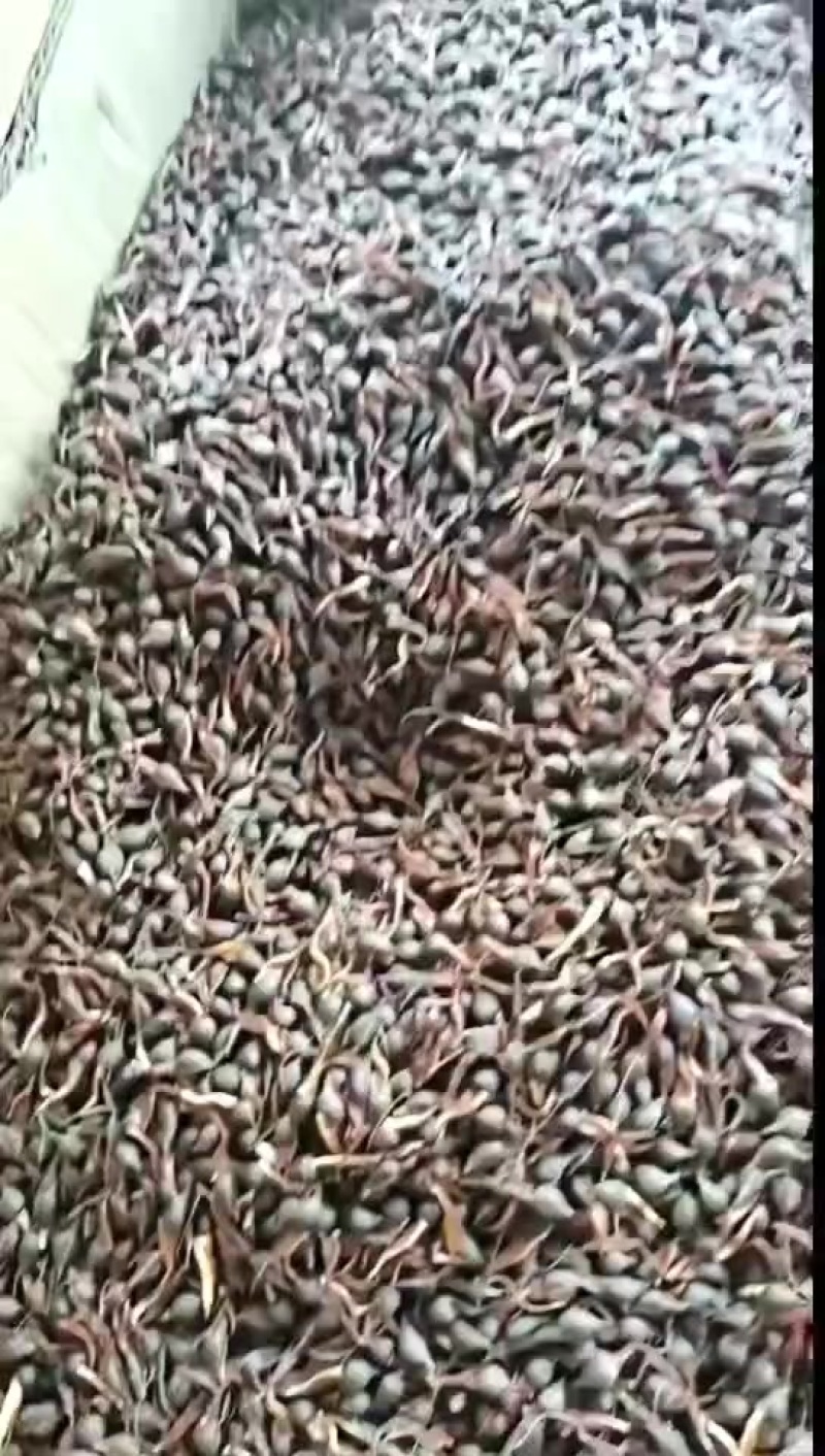 沉香种子