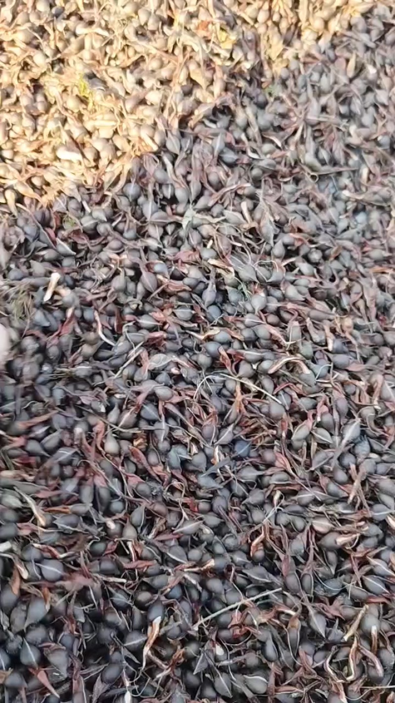 沉香种子