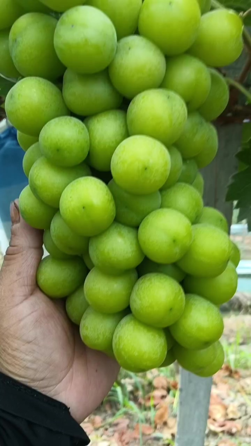 阳光玫瑰葡萄