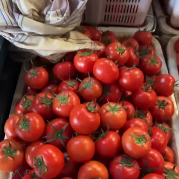 西红柿