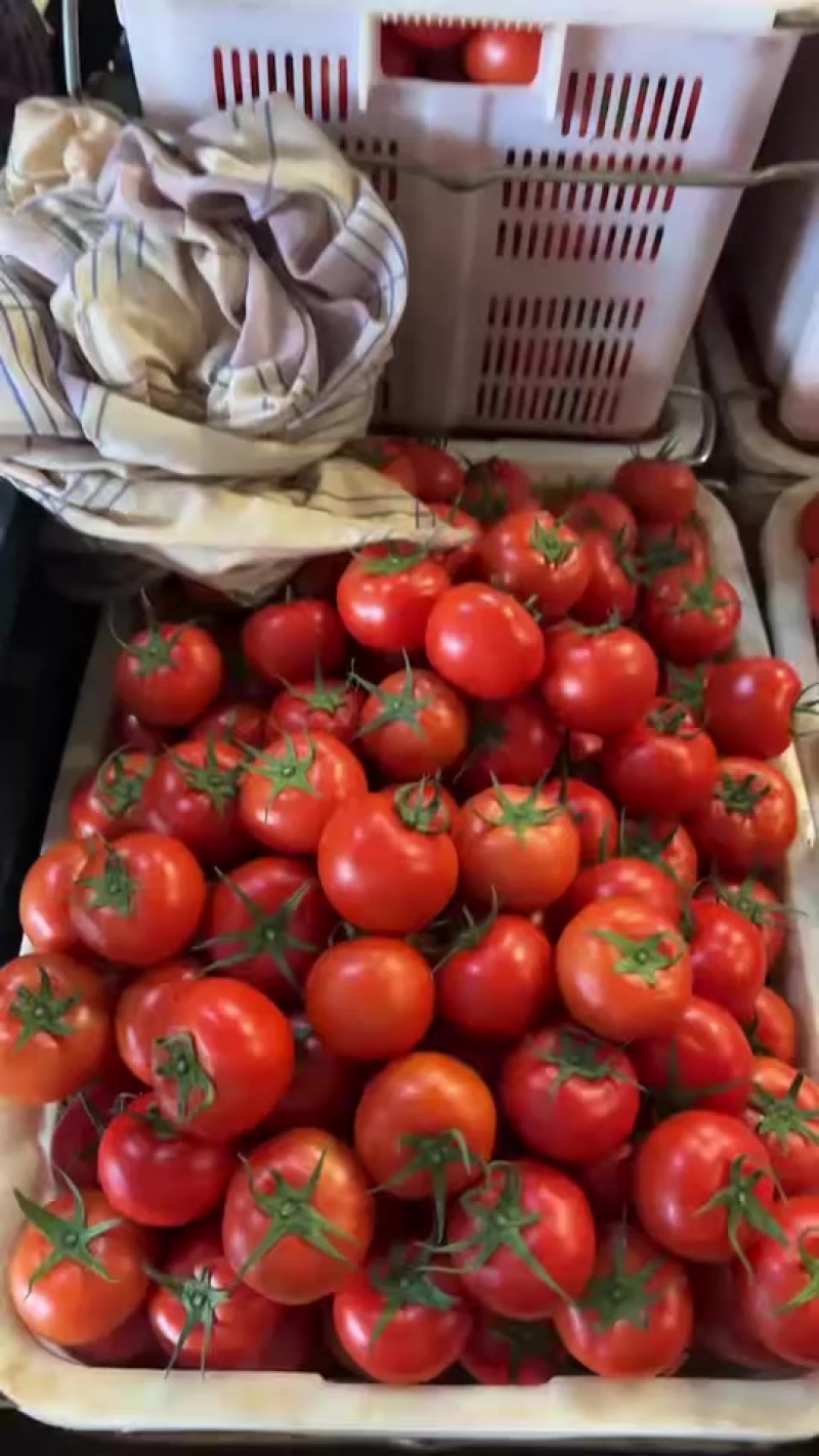 西红柿
