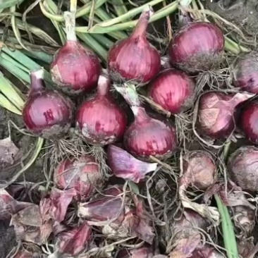 圆葱紫葱