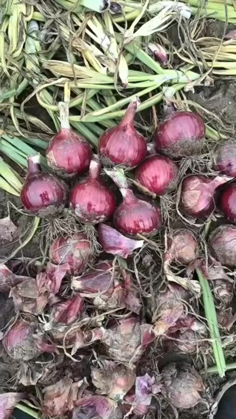 圆葱紫葱