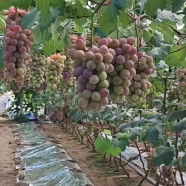 妮娜皇后葡萄