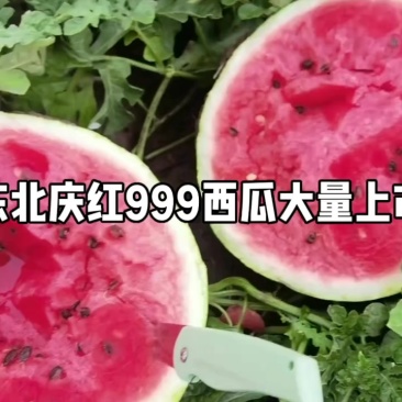 吉林地雷西瓜庆红999大量上市