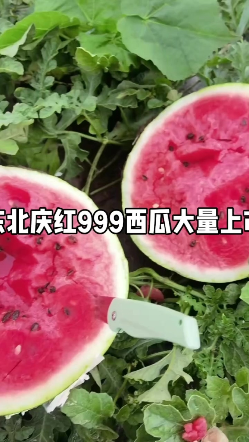 吉林地雷西瓜庆红999大量上市