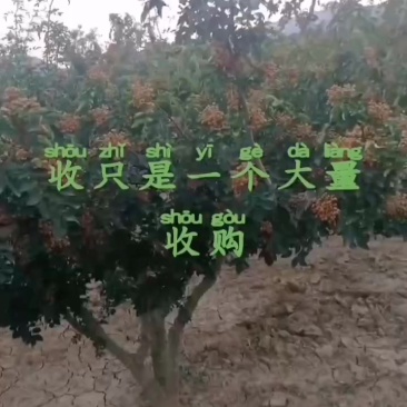 富平花椒
