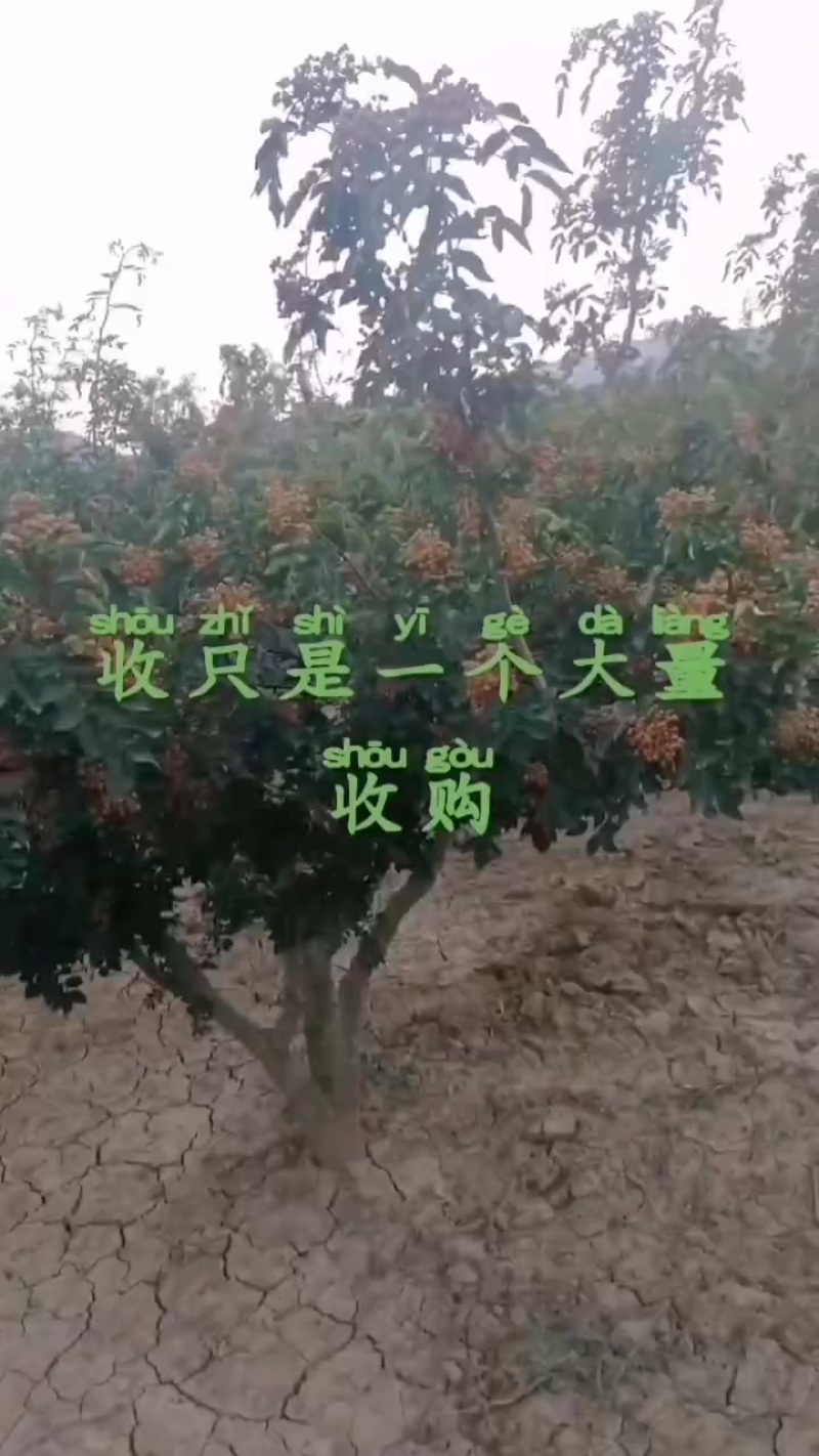 富平花椒