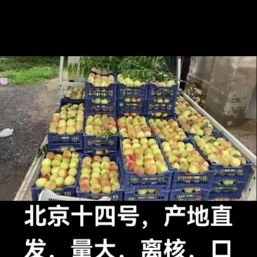 北京十四号，量大，离核，颜色好，口感脆甜。